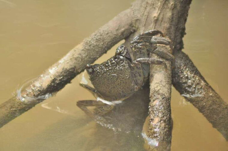 langkawi-6-hour-kilim-mangrove-boat-tour-w-lunch-pickup