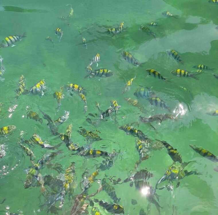 langkawi-dangli-island-snorkel-and-swim-speedboat-tour