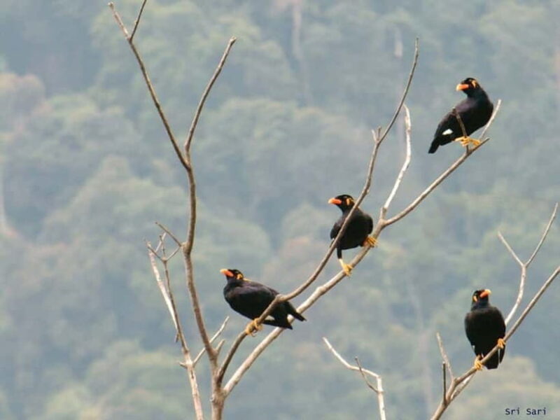 Langkawi: Half Day Birdwatching Tour - Key Points