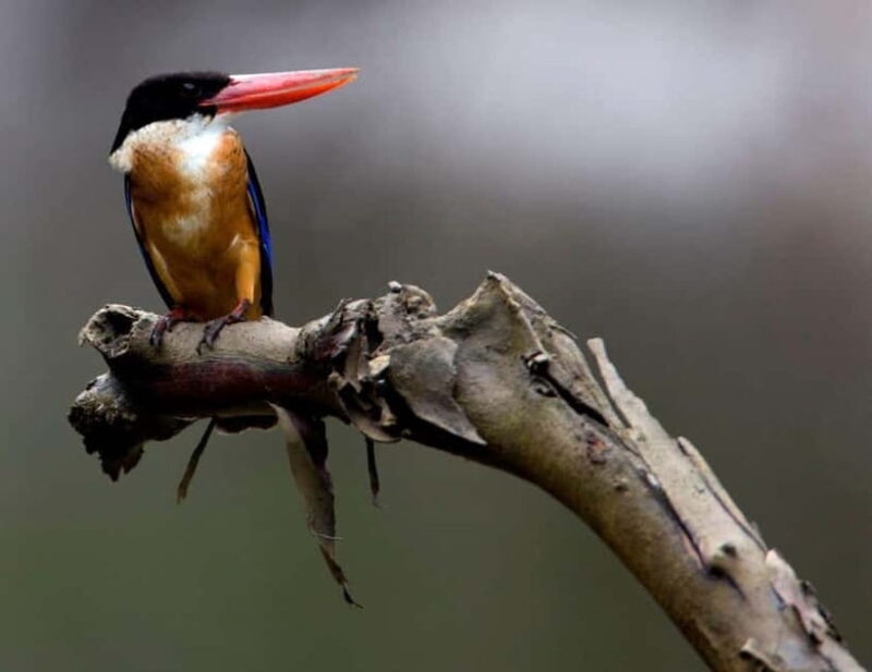 Langkawi: Half Day Birdwatching Tour - An In-Depth Look at the Langkawi Birdwatching Experience