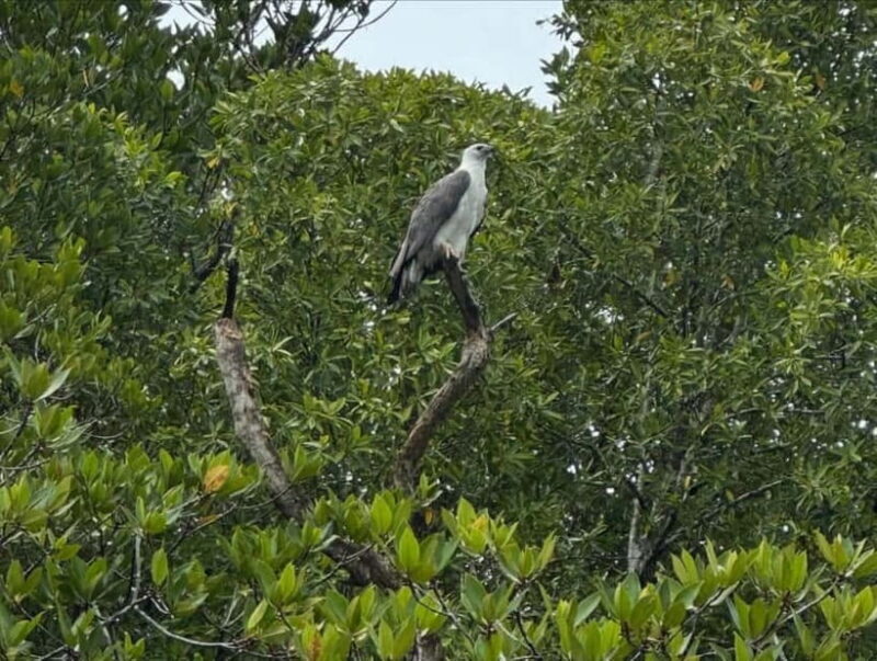 Langkawi: Kilim Geoforest River Cruise with Local Food Tour - Key Points