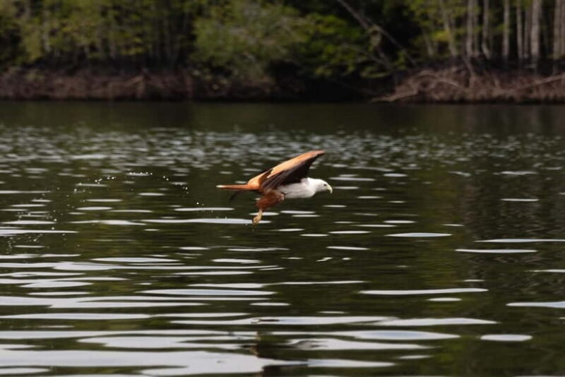 Langkawi: Kilim Geopark Mangrove Tour with Eagle Watching - Why Choose This Tour?  