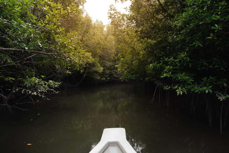 Langkawi: Kilim Geopark Mangrove Tour with Eagle Watching - Final Thoughts on the Kilim Geopark Mangrove Tour