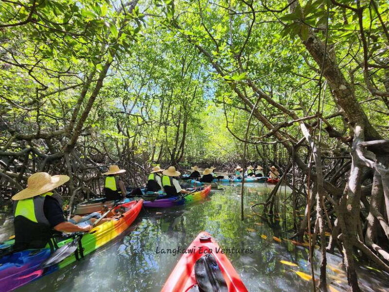 langkawi-kilim-mangrove-boat-fun-kayak-tour-with-lunch