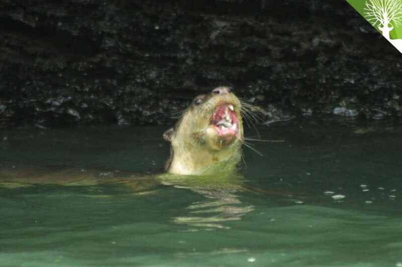 langkawi-kilim-river-mangrove-safari-kayaking-tour