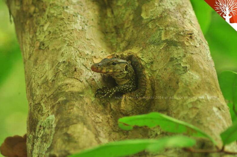langkawi-kilim-river-mangrove-safari-kayaking-tour