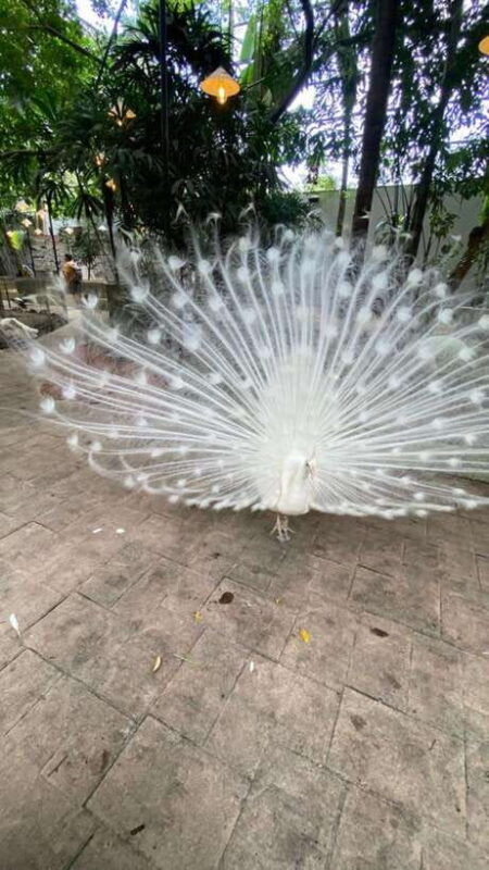 langkawi-land-tour-private-6-hour-included-mangrovetour