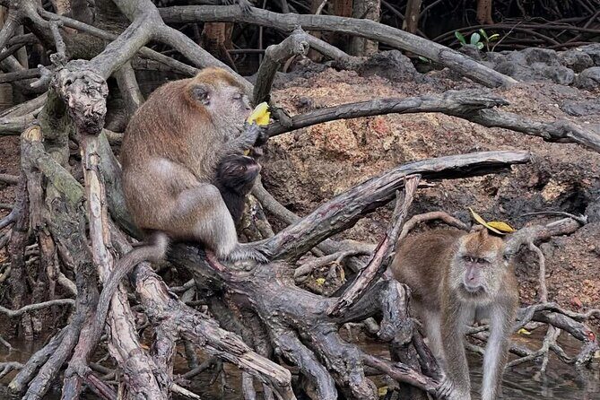Langkawi Mangrove Boat Tour - FAQ