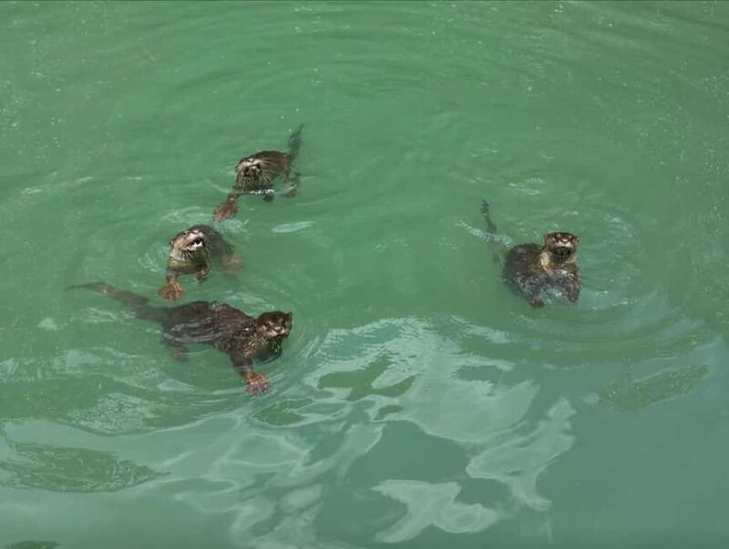 Langkawi: Mangrove Boat Tour w/ Batik Painting & Local Food - Key Points