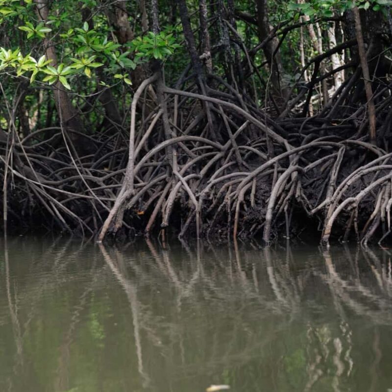 Langkawi: Mangrove Forest Boat Tour with Eagle Watching - An Authentic Exploration of Langkawi’s Natural Treasures