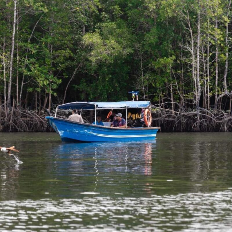 Langkawi: Mangrove Forest Boat Tour with Eagle Watching - Key Points