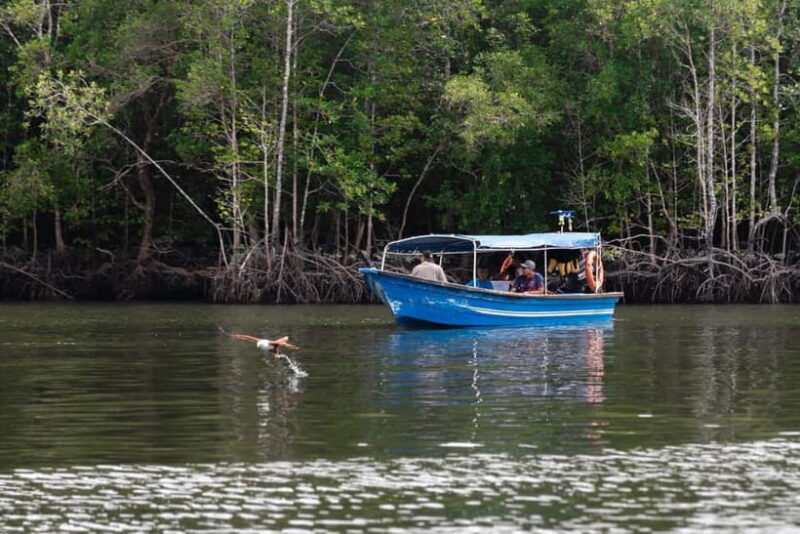 Langkawi Mangrove Group Boat Tour - Introduction to the Langkawi Mangrove Group Boat Tour