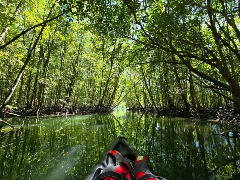 Langkawi: Mangrove Kayak Tour with Wildlife Spotting - Why You Should Consider This Tour