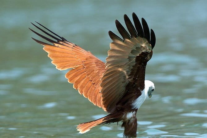 Langkawi Mangrove Kilim UNESCO Geopark and Cave Exploring Tour - The Experience: An In-Depth Breakdown