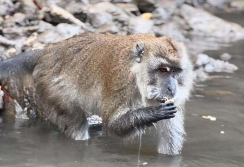 langkawi-mangrove-monkey-package