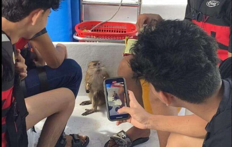 langkawi-mangrove-monkey-package