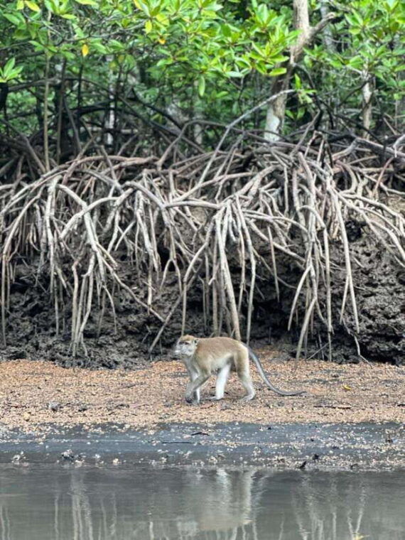 langkawi-mangrove-monkey-package