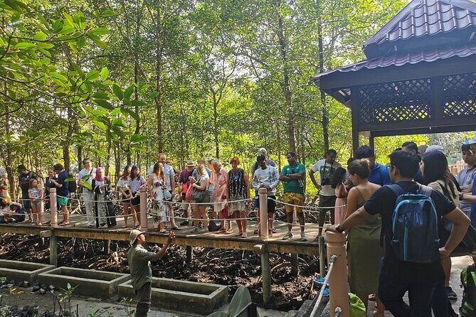 Langkawi Mangrove Night Safari And Wildlife With BBQ Dinner - Key Points