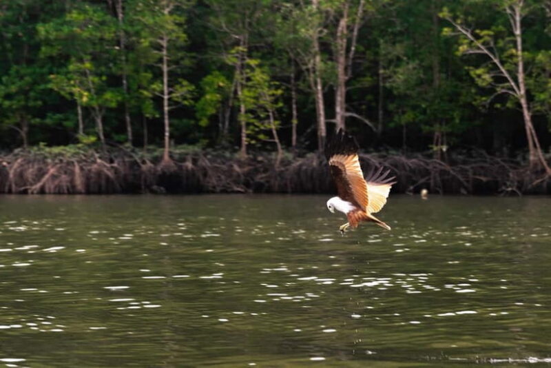 Langkawi: Mangrove River Cruise Sharing 3 Hours - Discovering the Mangroves: What the Tour Entails