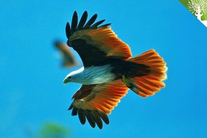 Langkawi Mangrove Safari-Sharing Boat Adventure with Eagle & Bats - The Experience: What Travelers Can Expect