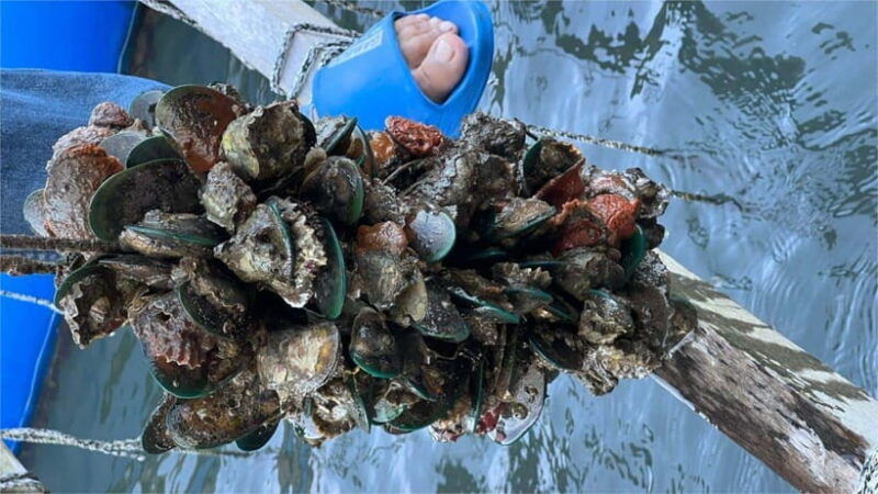 langkawi-mangrove-snorkeling-oyster-farms