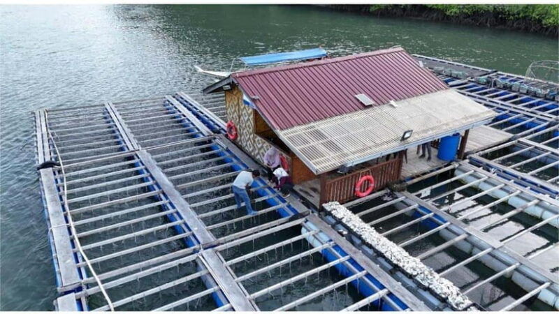 langkawi-mangrove-snorkeling-oyster-farms