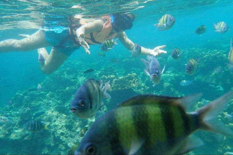 langkawi-mangrove-snorkeling-oyster-farms