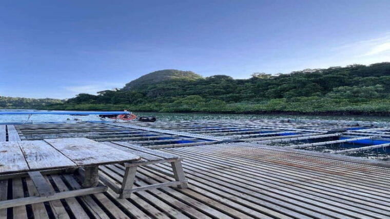 langkawi-mangrove-snorkeling-oyster-farms