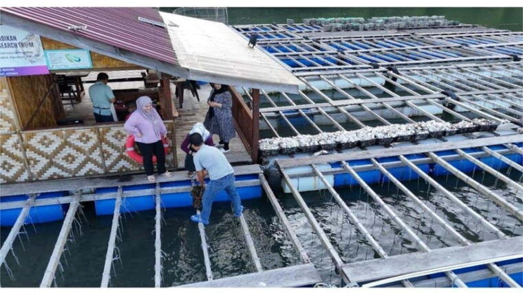 langkawi-mangrove-snorkeling-oyster-farms