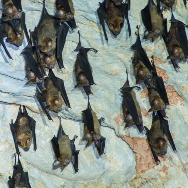 Langkawi Mangrove Tour : Estimated 1 hour Lunch Available - An In-Depth Look at the Langkawi Mangrove Tour