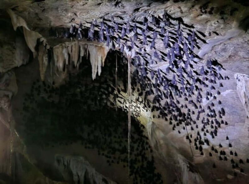 Langkawi Mangrove Tour : Estimated 3 hours Lunch Available - Key Points