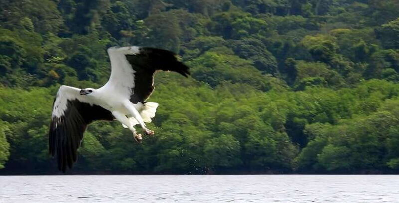 langkawi-mangrove-tour-with-kilim-geoforest-park-bat-cave