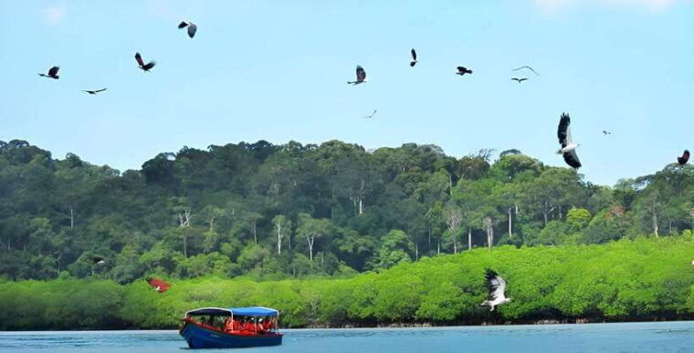 langkawi-mangrove-tour-with-kilim-geoforest-park-bat-cave