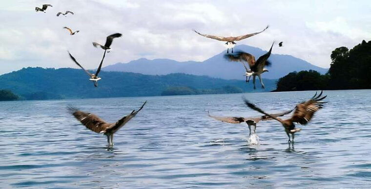 langkawi-mangrove-tour-with-kilim-geoforest-park-bat-cave
