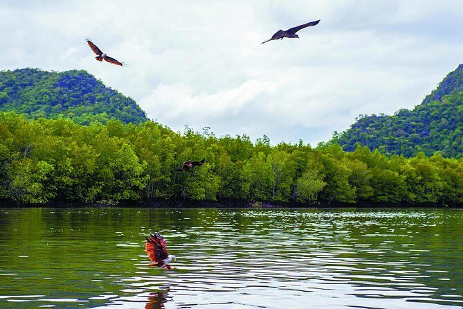 Langkawi Mangrove with Kayaking Experince - Who Is This Tour Best For?