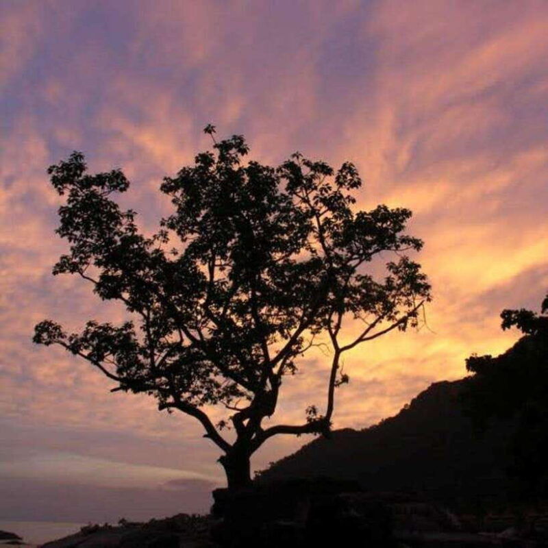 langkawi-nighttime-rainforest-tour-with-nature-guide