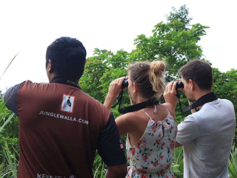 langkawi-nighttime-rainforest-tour-with-nature-guide