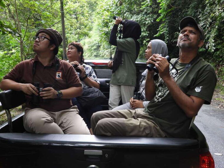 langkawi-nighttime-rainforest-tour-with-nature-guide