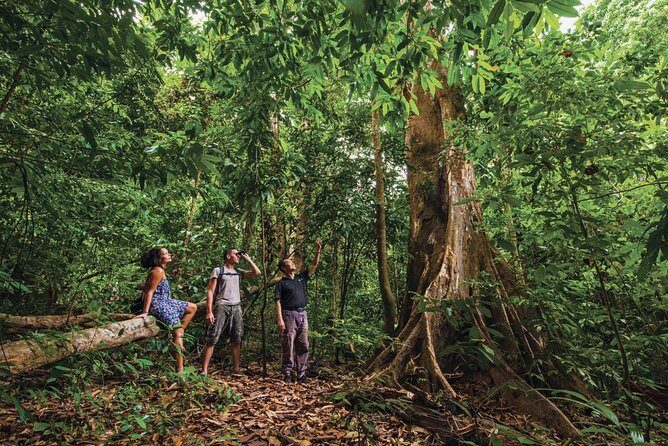 Langkawi Rainforest Jungle Trekking Tour with Private Pickup - Introduction: Is This Rainforest Tour Worth Your Time?