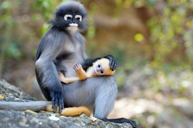 Langkawi Rainforest Jungle Trekking Tour with Private Pickup - FAQ