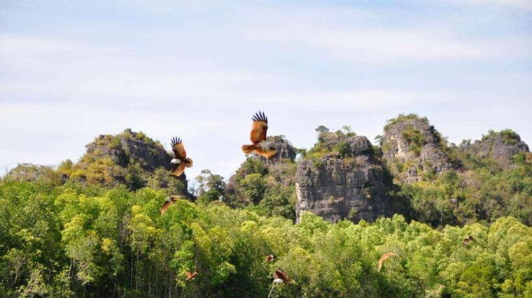 langkawi-signature-mangrove-discovery-boat-tour-shared