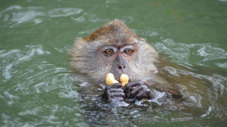 langkawi-signature-mangrove-discovery-boat-tour-shared