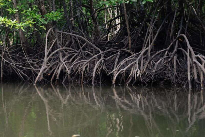 langkawi-tanjung-rhu-mangrove-private-boat-tour-2-hours