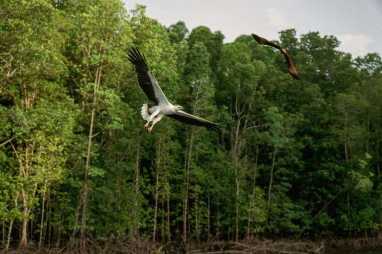 langkawi-tanjung-rhu-mangrove-speedboat-tour