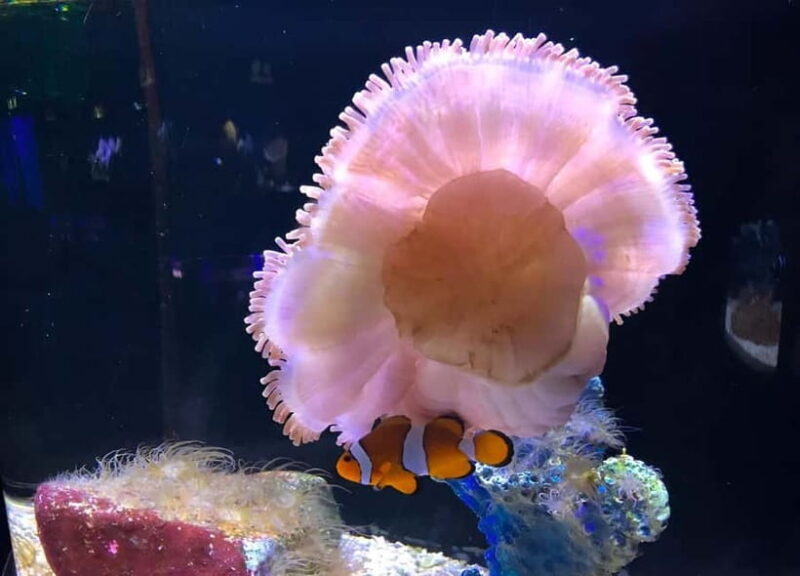 Langkawi: Underwater World Langkawi Entry Ticket - Discovering Underwater World Langkawi: An Honest Review