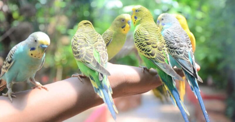 Langkawi: Wildlife Park Admission Ticket - Key Points