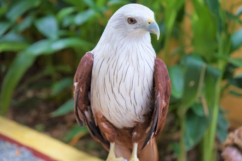 Langkawi: Wildlife Park Admission Ticket - The Experience at Langkawi Wildlife Park: What You Can Expect