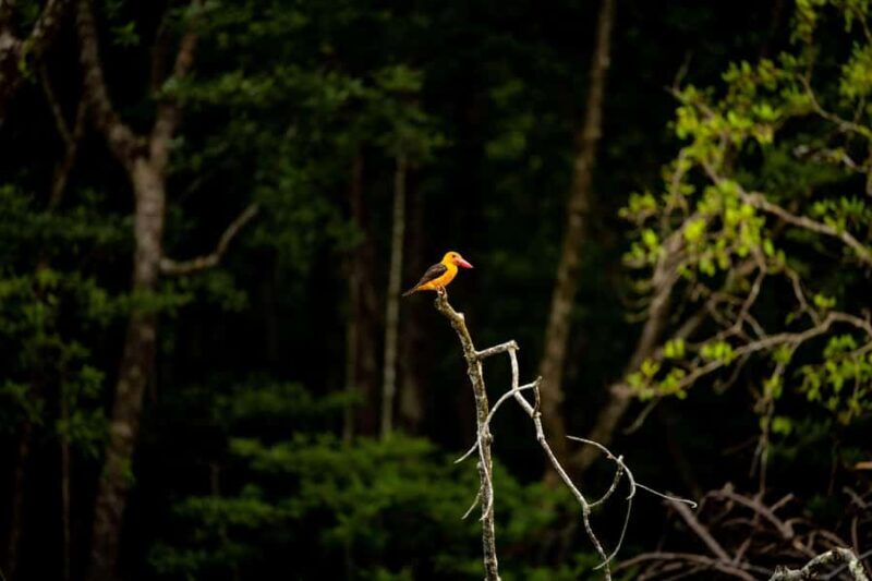 Langkawi:6 Hours Mangrove Night Safari with Pick Up & Dinner - Final Summary