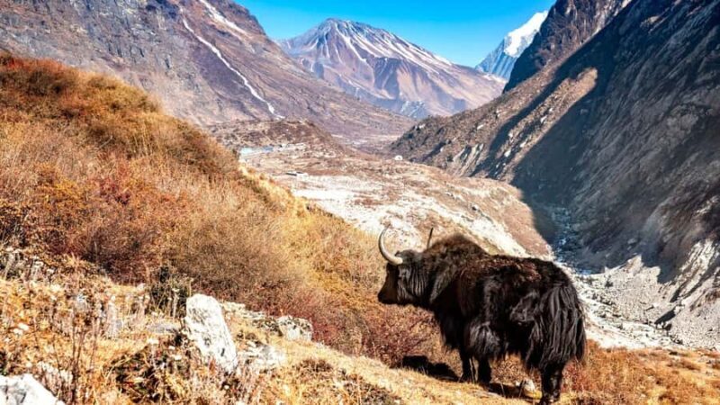 Langtang Highlands Trek via Tserko Ri & Sherpagaon - The Value of This Trek