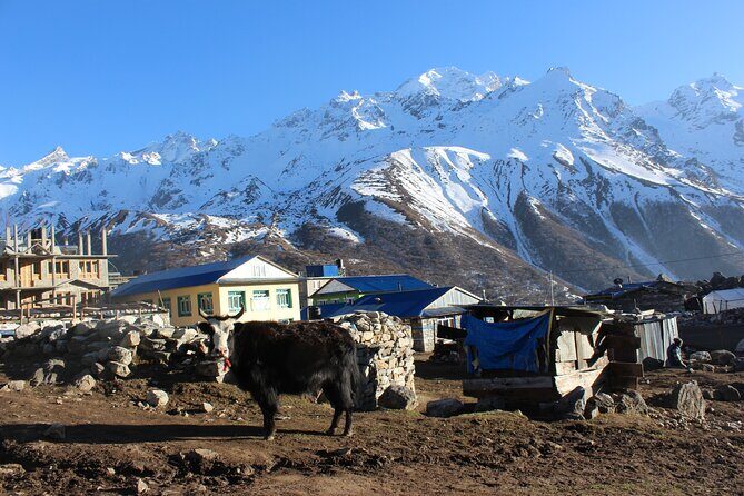Langtang Valley Trek  8 Days Adventure from Kathmandu - Key Points
